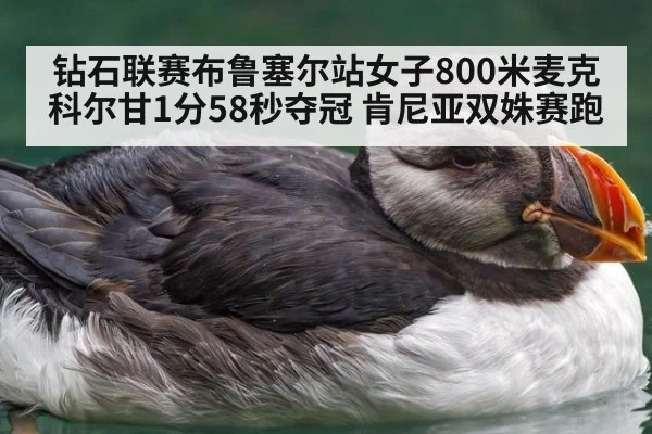 钻石联赛布鲁塞尔站女子800米麦克科尔甘1分58秒夺冠 肯尼亚双姝赛跑